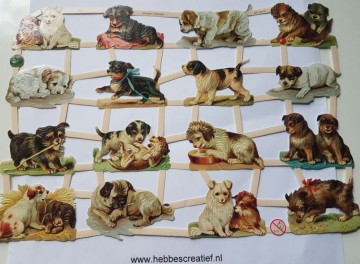 Poezieplaatjes honden 7327