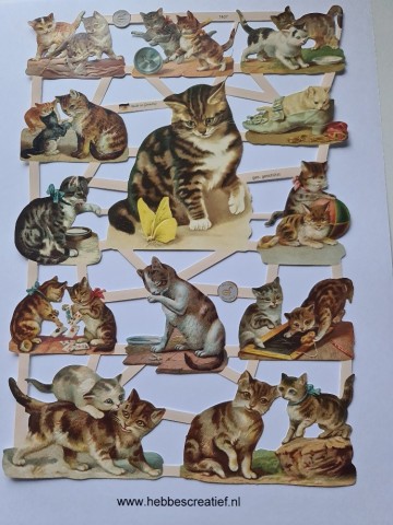 Poezieplaatjes katten en poezen 7407