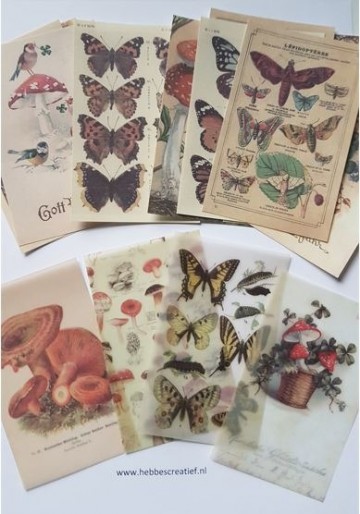 Sticker papier vlinder padde 5