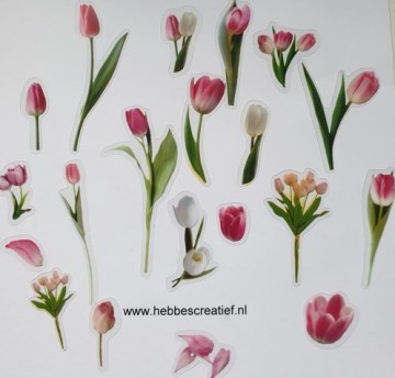 Tulpen  folie